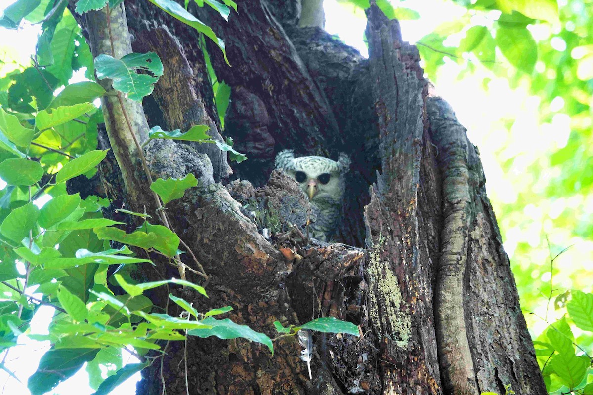 Spot-bellied Eagle-Owl - ML644807164