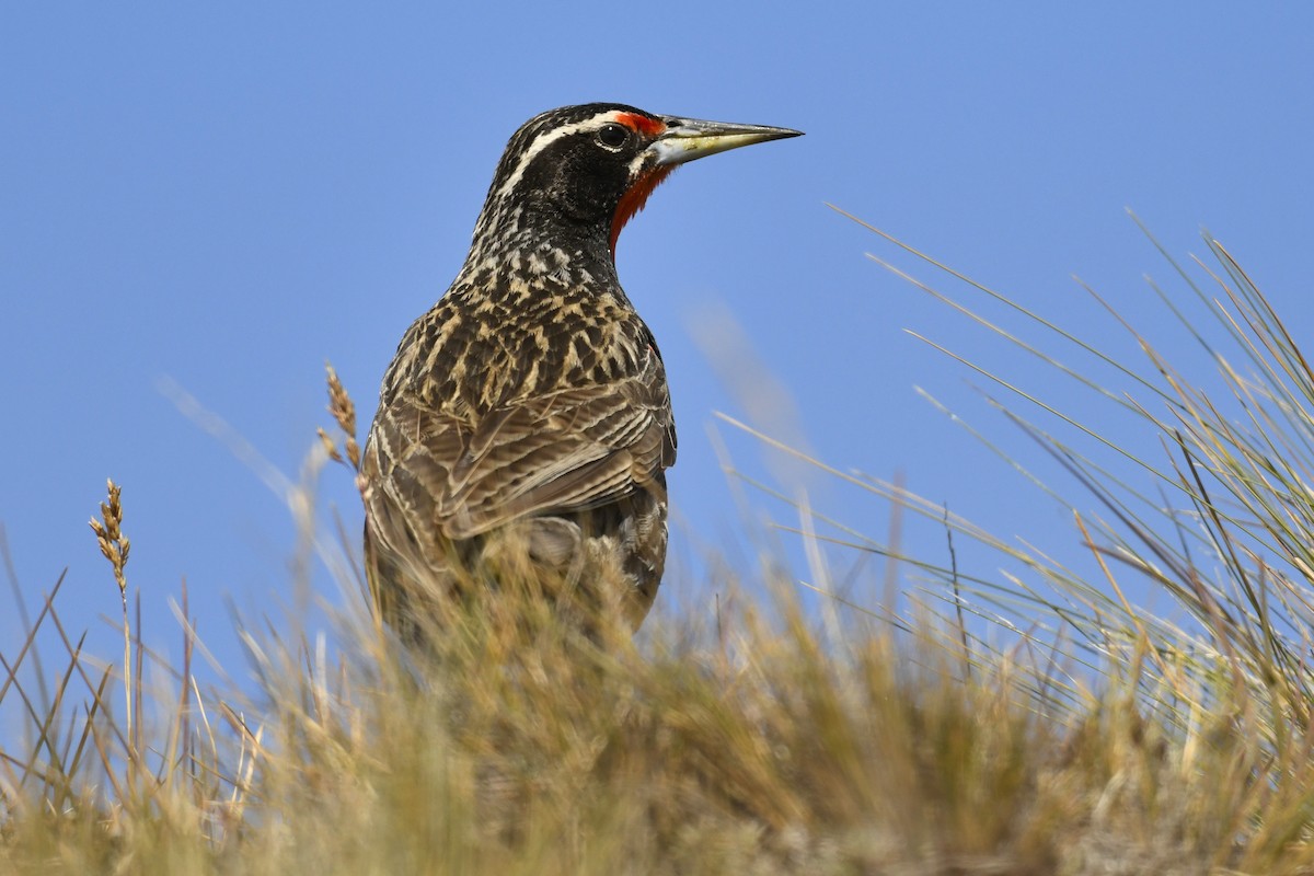 Uzun Kuyruklu Loyka - ML644807165