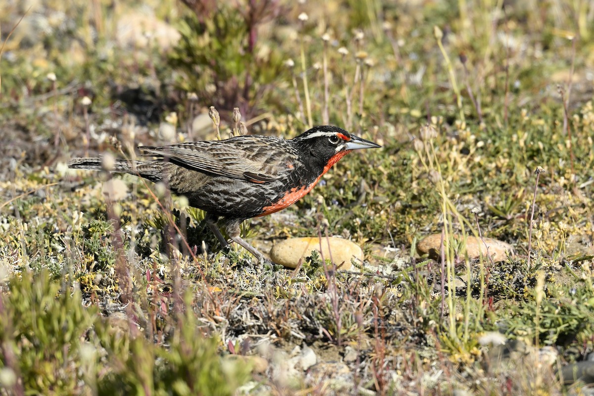 Uzun Kuyruklu Loyka - ML644807166