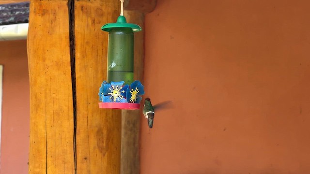 Fırfırlı Koket - ML644807167