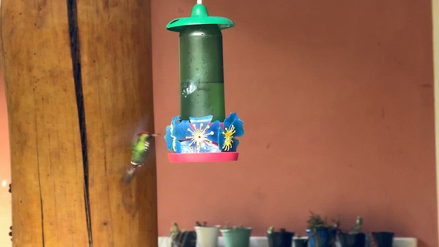 Frilled Coquette - ML644807168