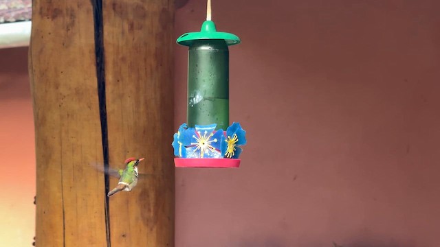 Frilled Coquette - ML644807169