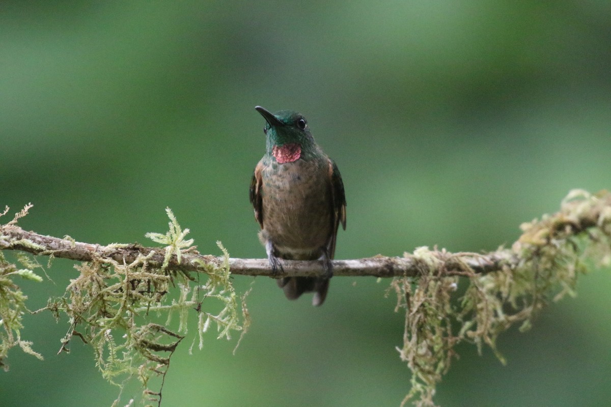 Brillante Pechigamuza - ML644807172