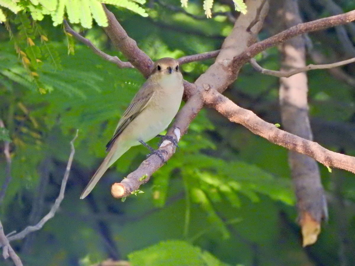 Isabellwürger - ML644807185