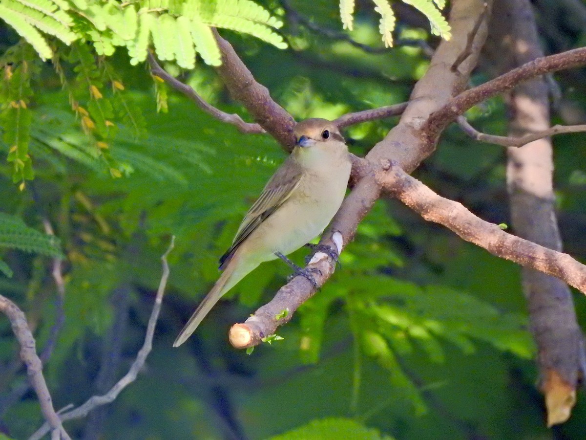 Isabellwürger - ML644807186