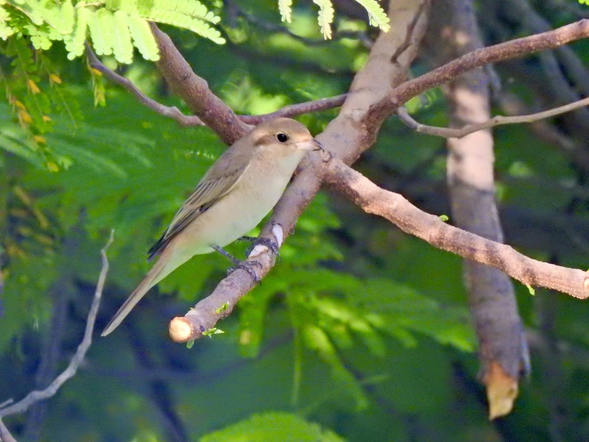 Isabellwürger - ML644807187