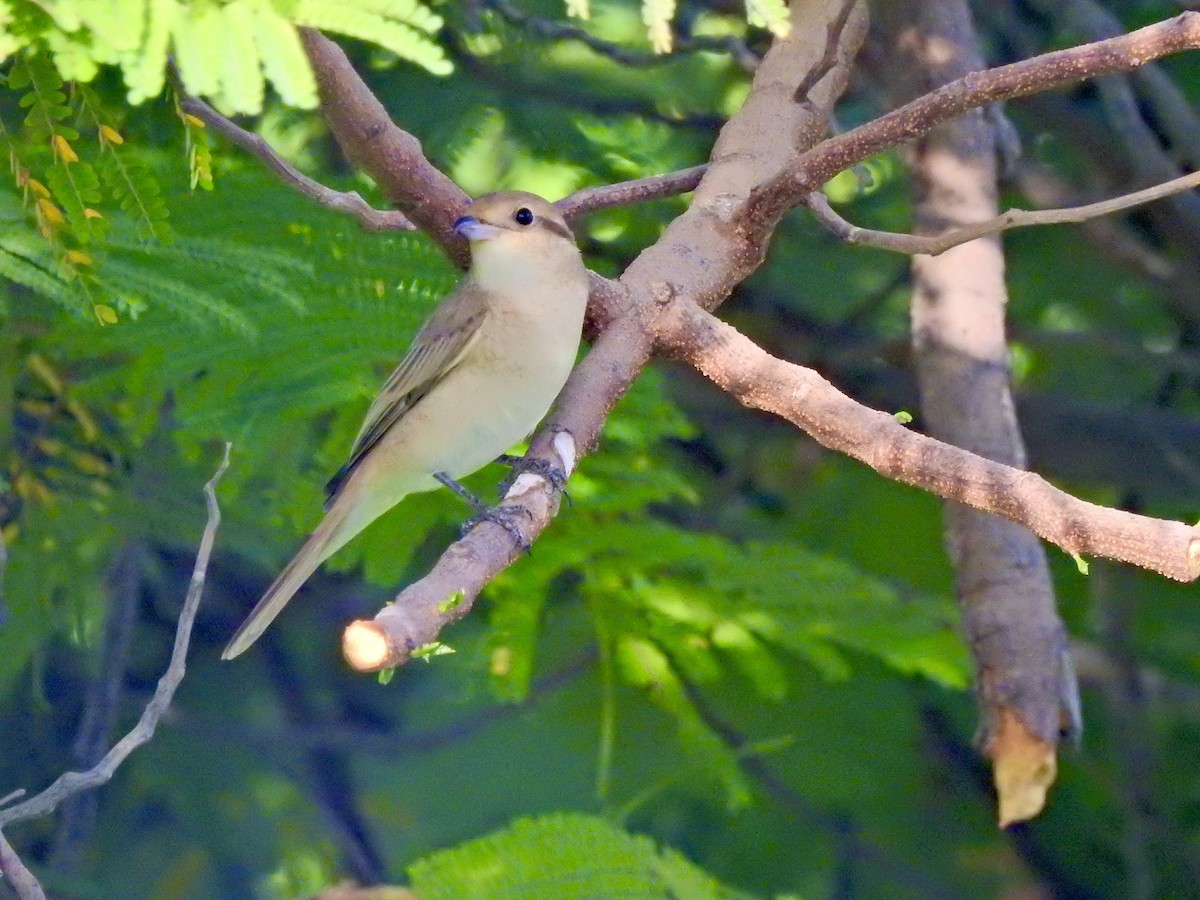 Isabellwürger - ML644807188