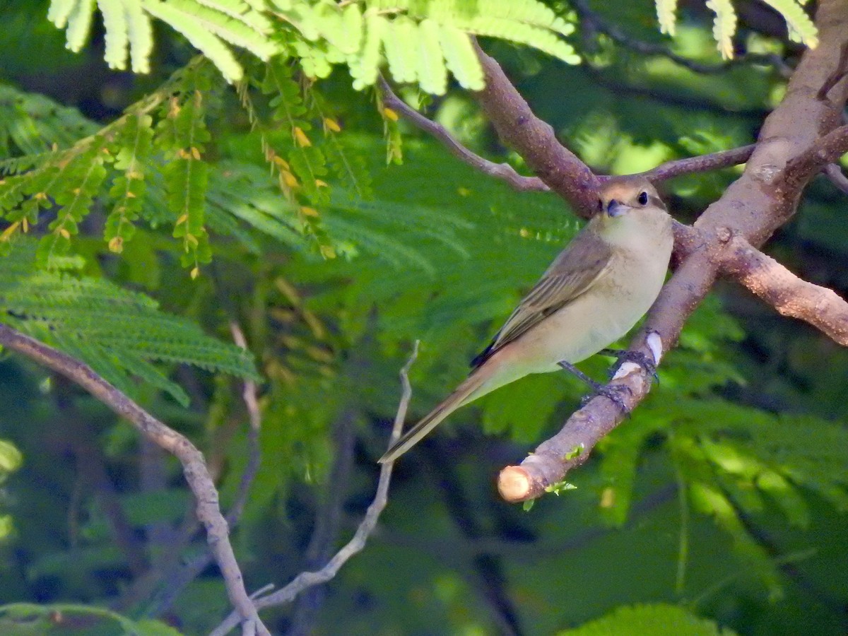 Isabellwürger - ML644807189