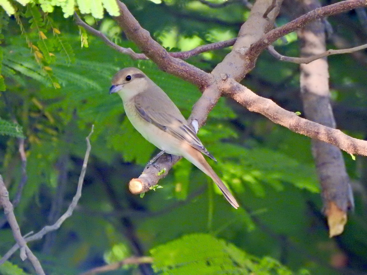 Isabellwürger - ML644807190