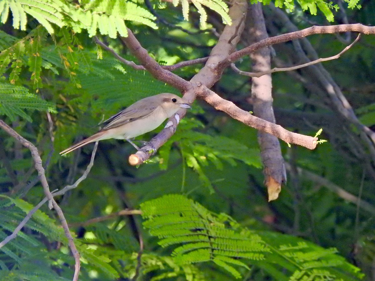 Isabellwürger - ML644807191