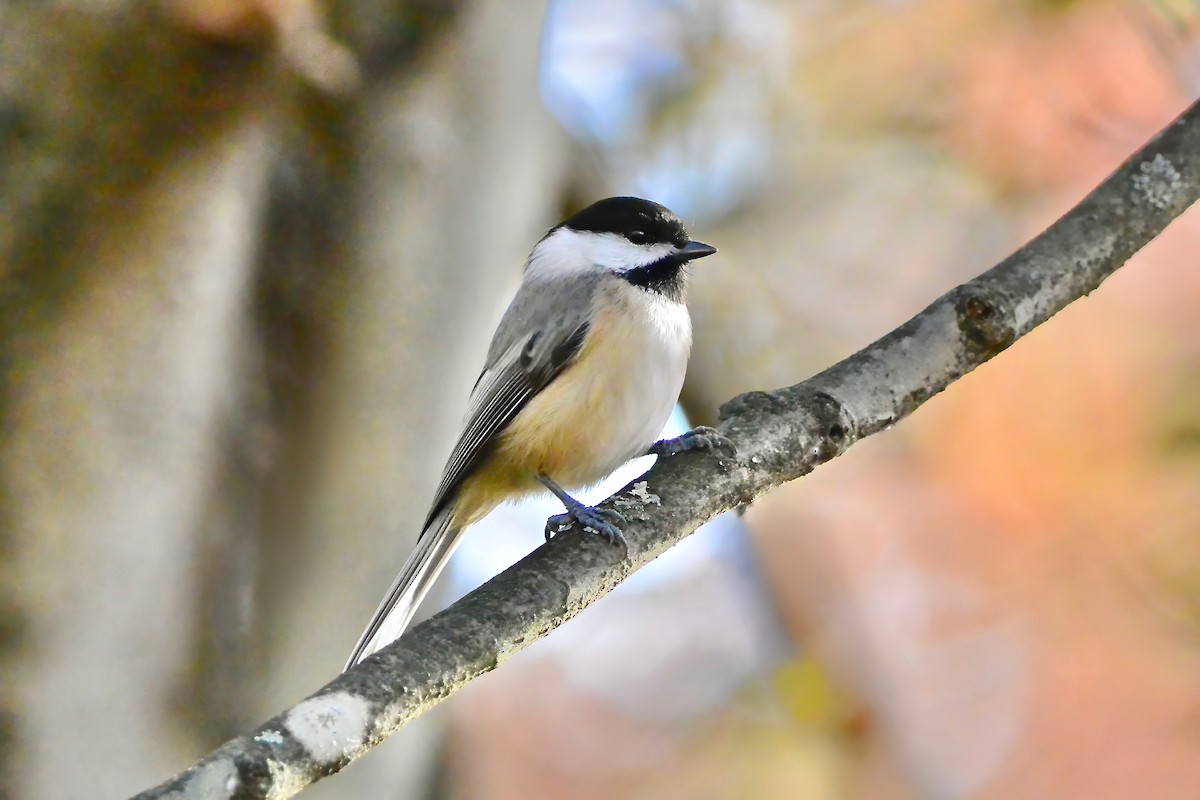 Carolina Chickadee - ML644807193