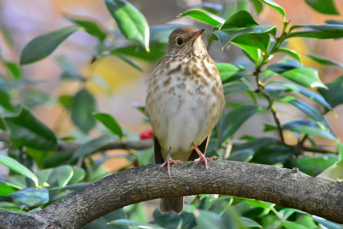 Einsiedler-Musendrossel - ML644807196