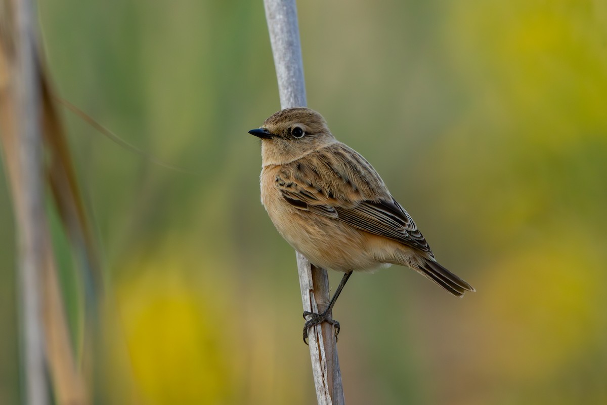 bramborníček sibiřský - ML644807204