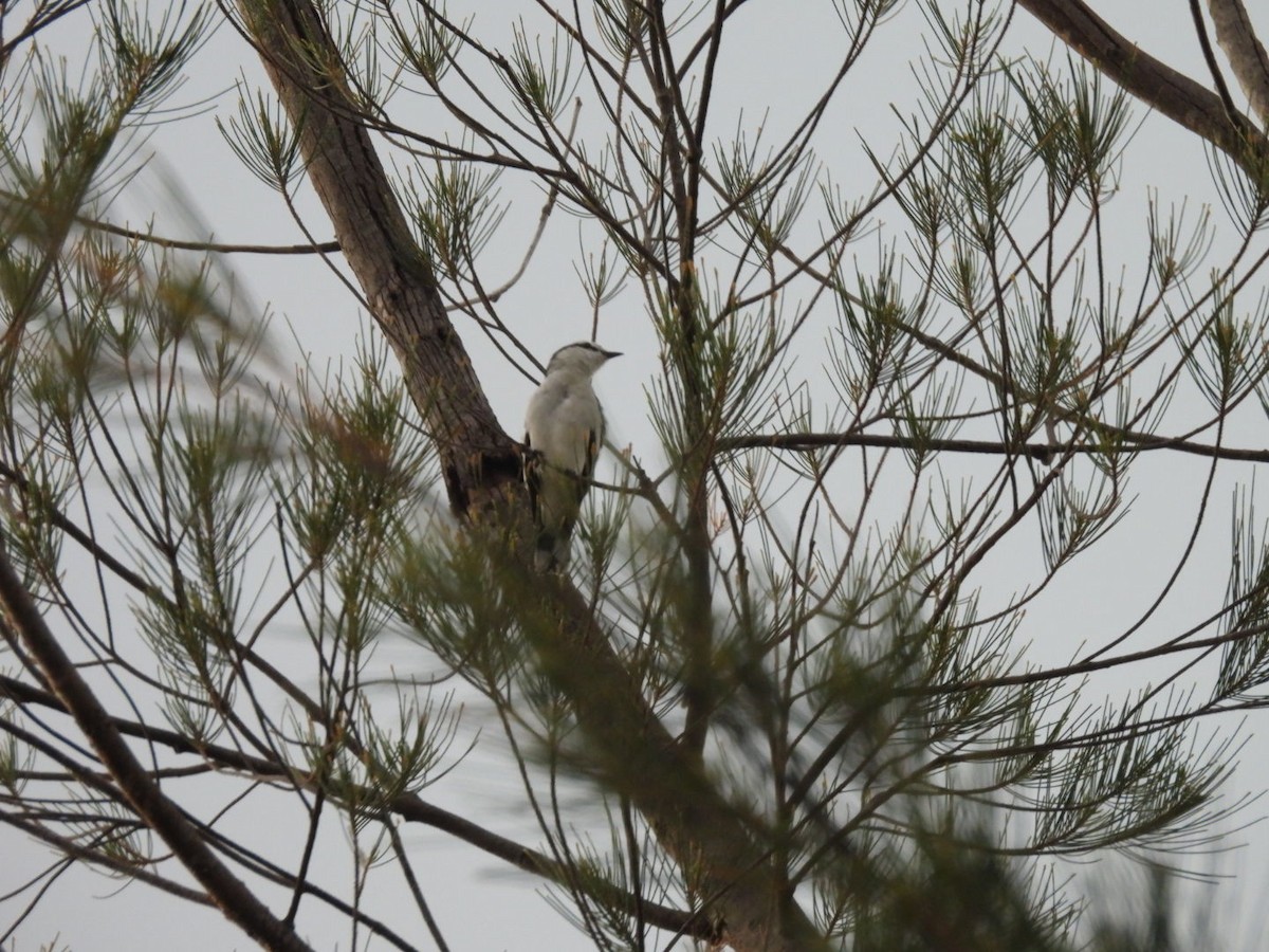 Pied Triller - ML644807206