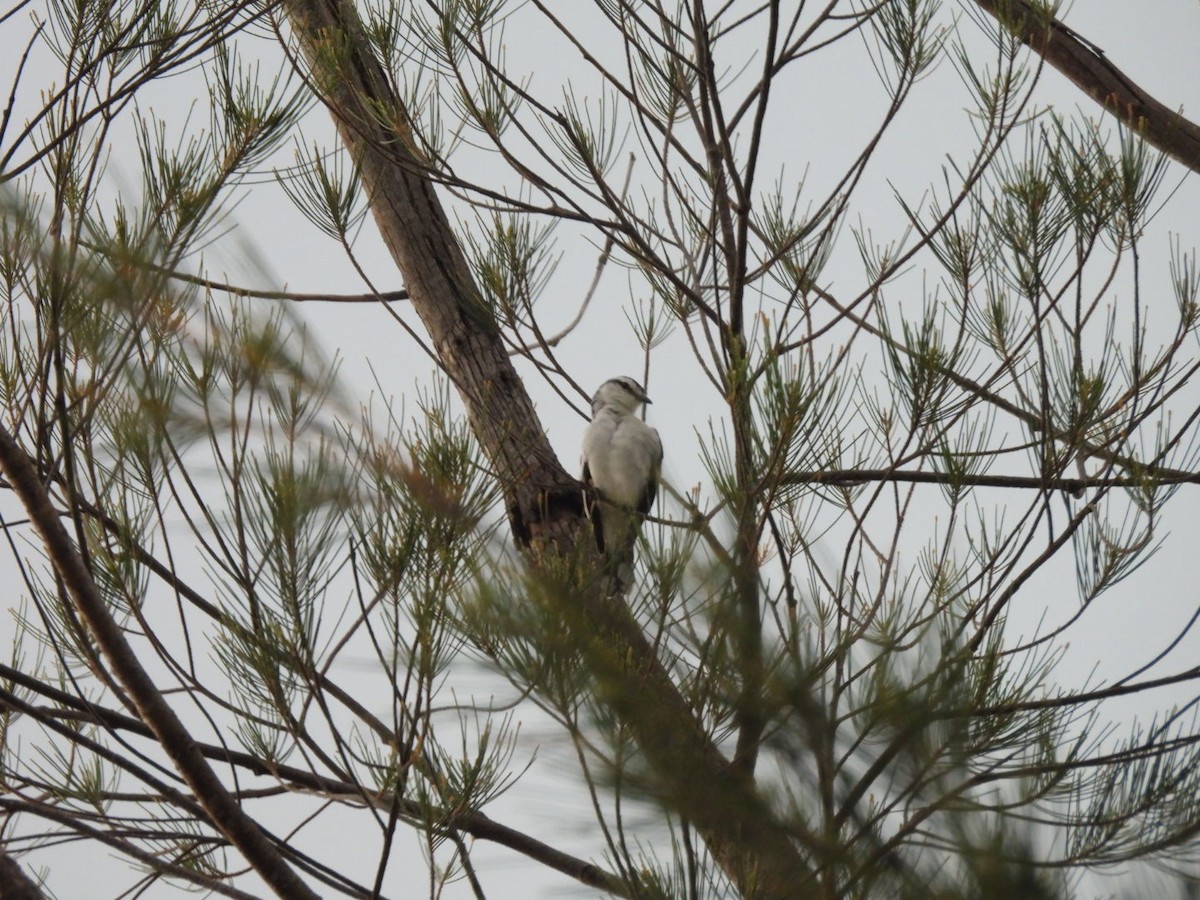 Pied Triller - ML644807207