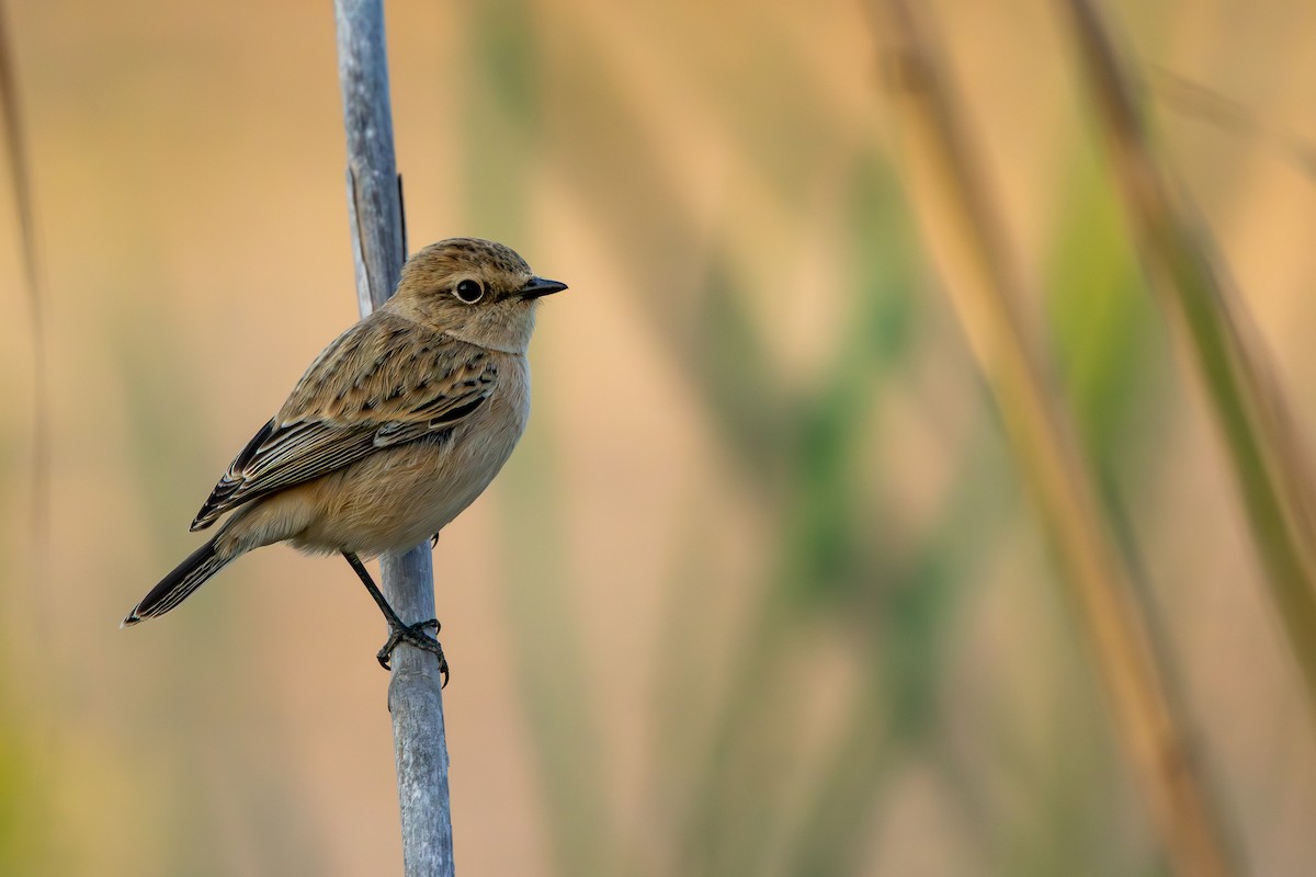 bramborníček sibiřský - ML644807208