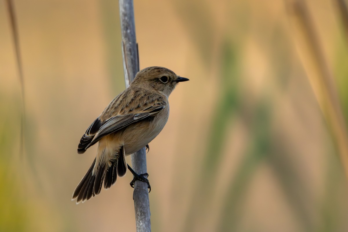 bramborníček sibiřský - ML644807211