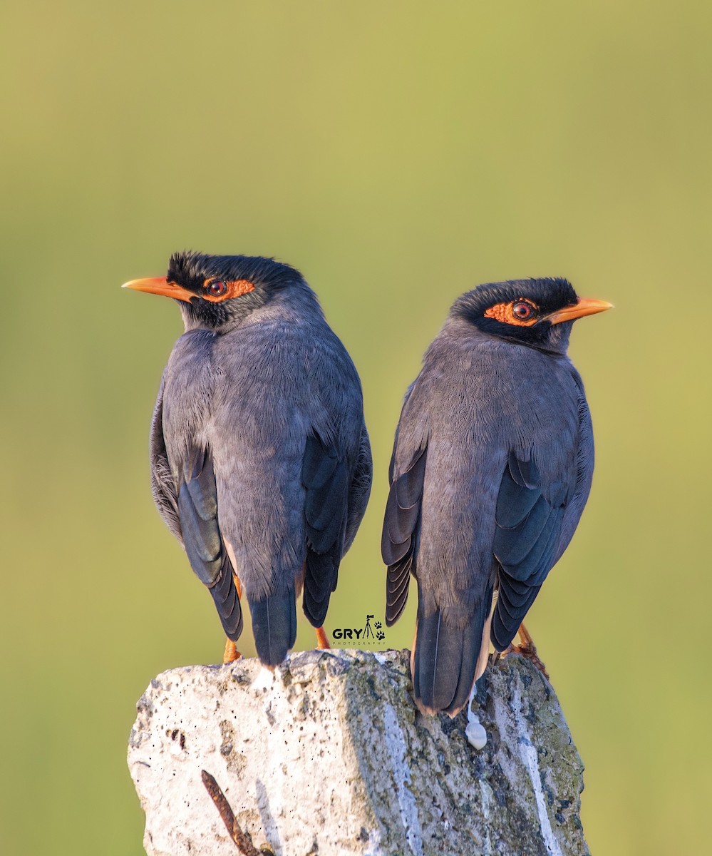 Bank Myna - ML644807213