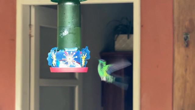 Violet-capped Woodnymph - ML644807216