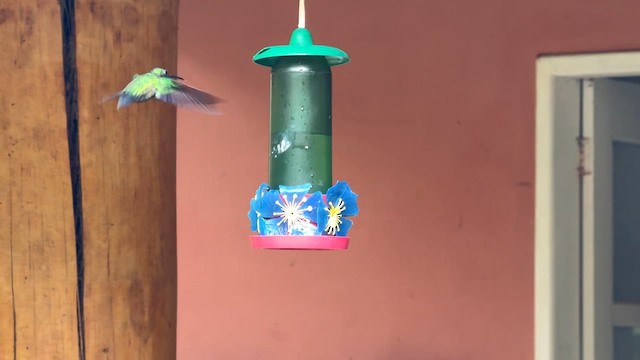 Violet-capped Woodnymph - ML644807217