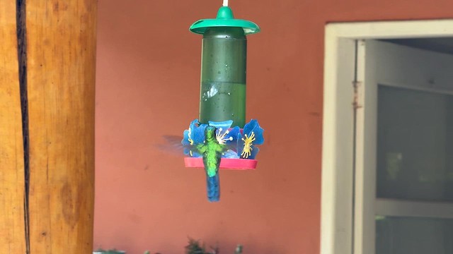 Violet-capped Woodnymph - ML644807218