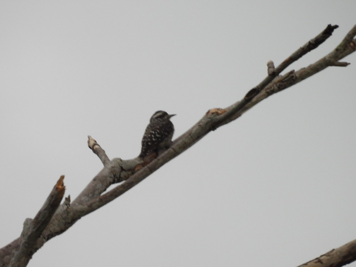 Sunda Pygmy Woodpecker - ML644807219