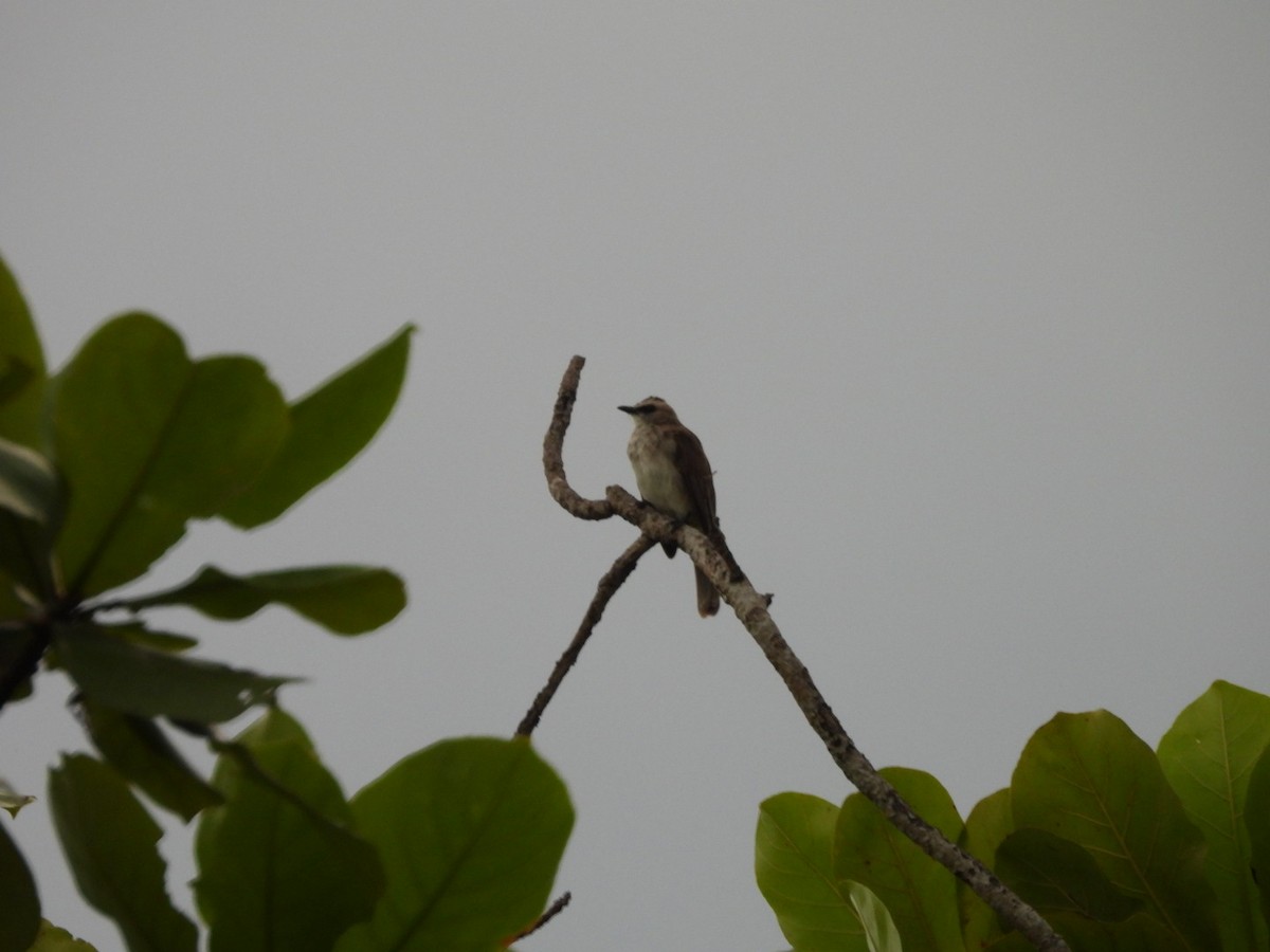 Yellow-vented Bulbul - ML644807223