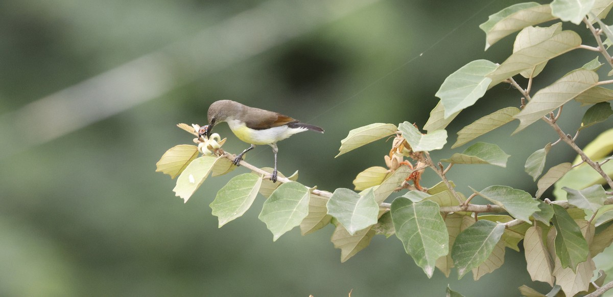 Purple-rumped Sunbird - ML644807228