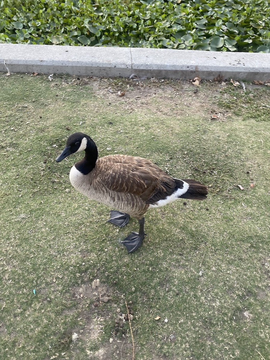 ברנטה קנדית - ML644807231