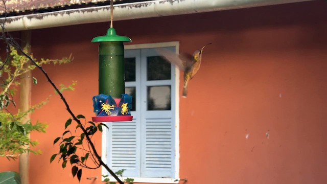 Kızıl Göğüslü Hermit - ML644807232