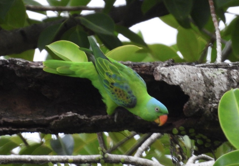 Blue-naped Parrot - ML644807242