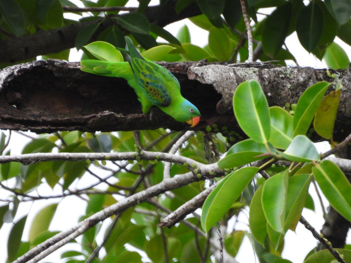 Blue-naped Parrot - ML644807243