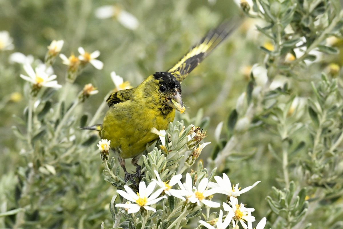 Чиж бородатий - ML644807256