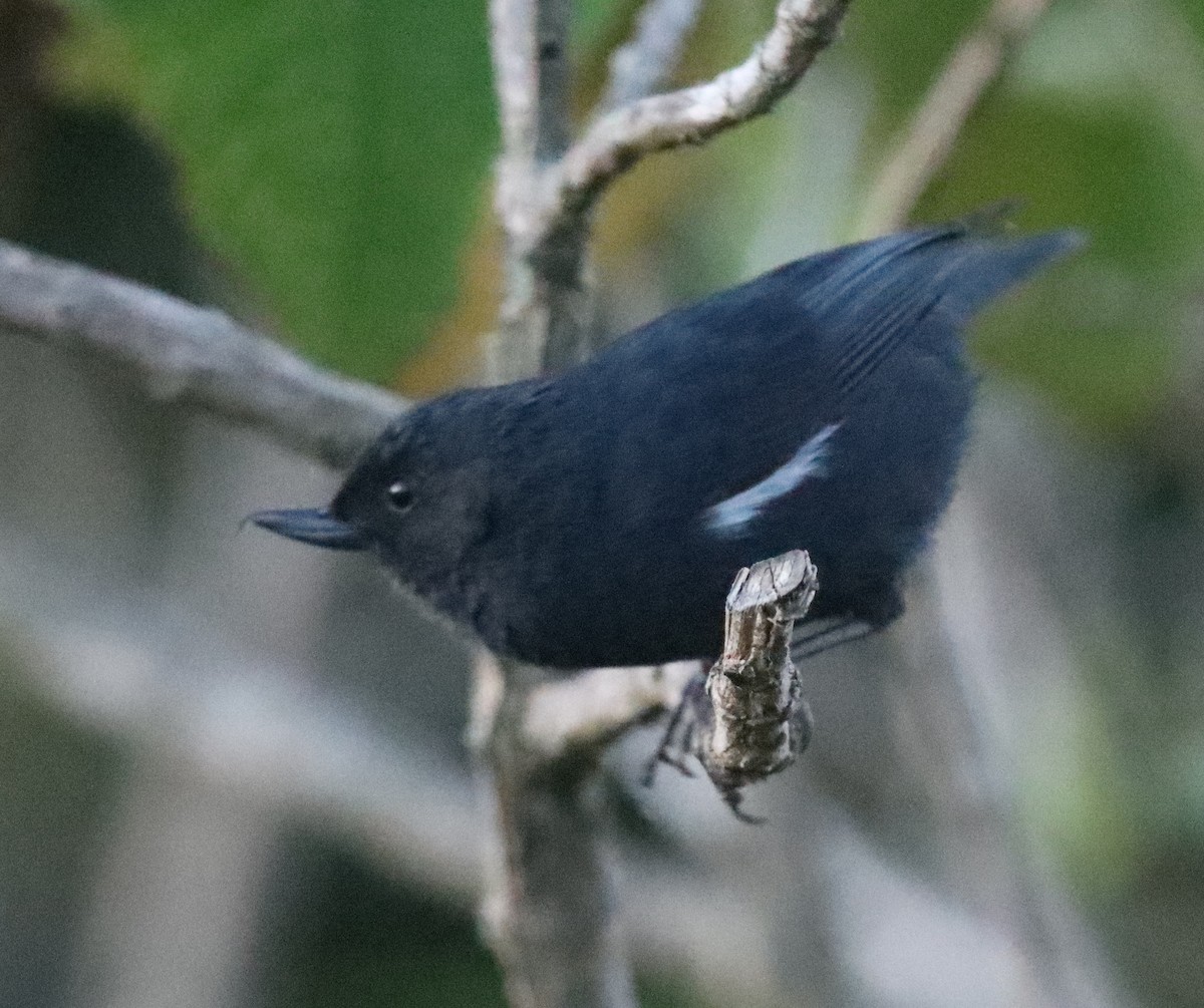 Ak Şeritli Çiçekdelen - ML644807260