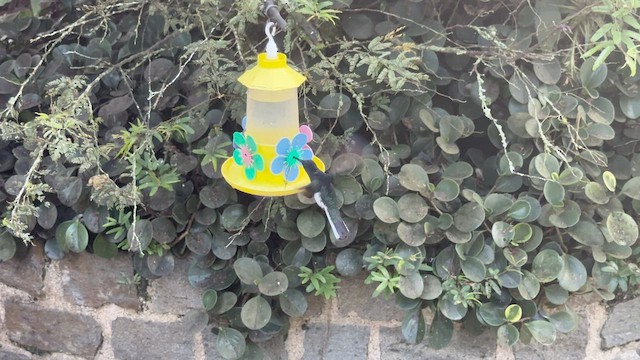 Black Jacobin - ML644807267