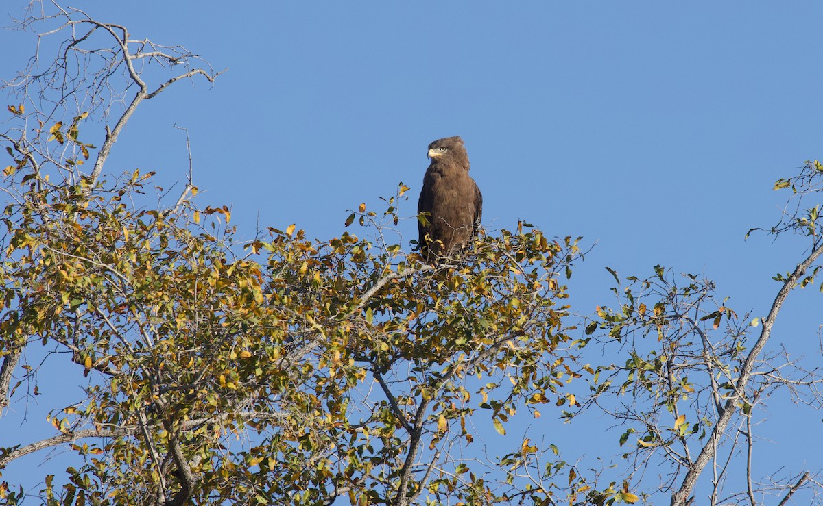 Серогрудый змееяд - ML644807270