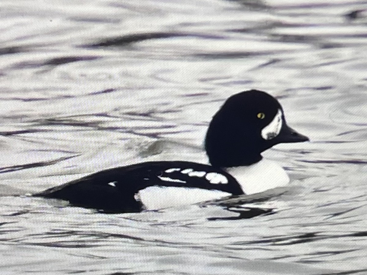 キタホオジロガモ - ML644807271