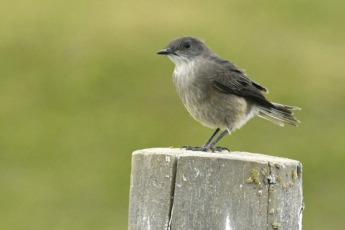 Diyukon Tiranı - ML644807279