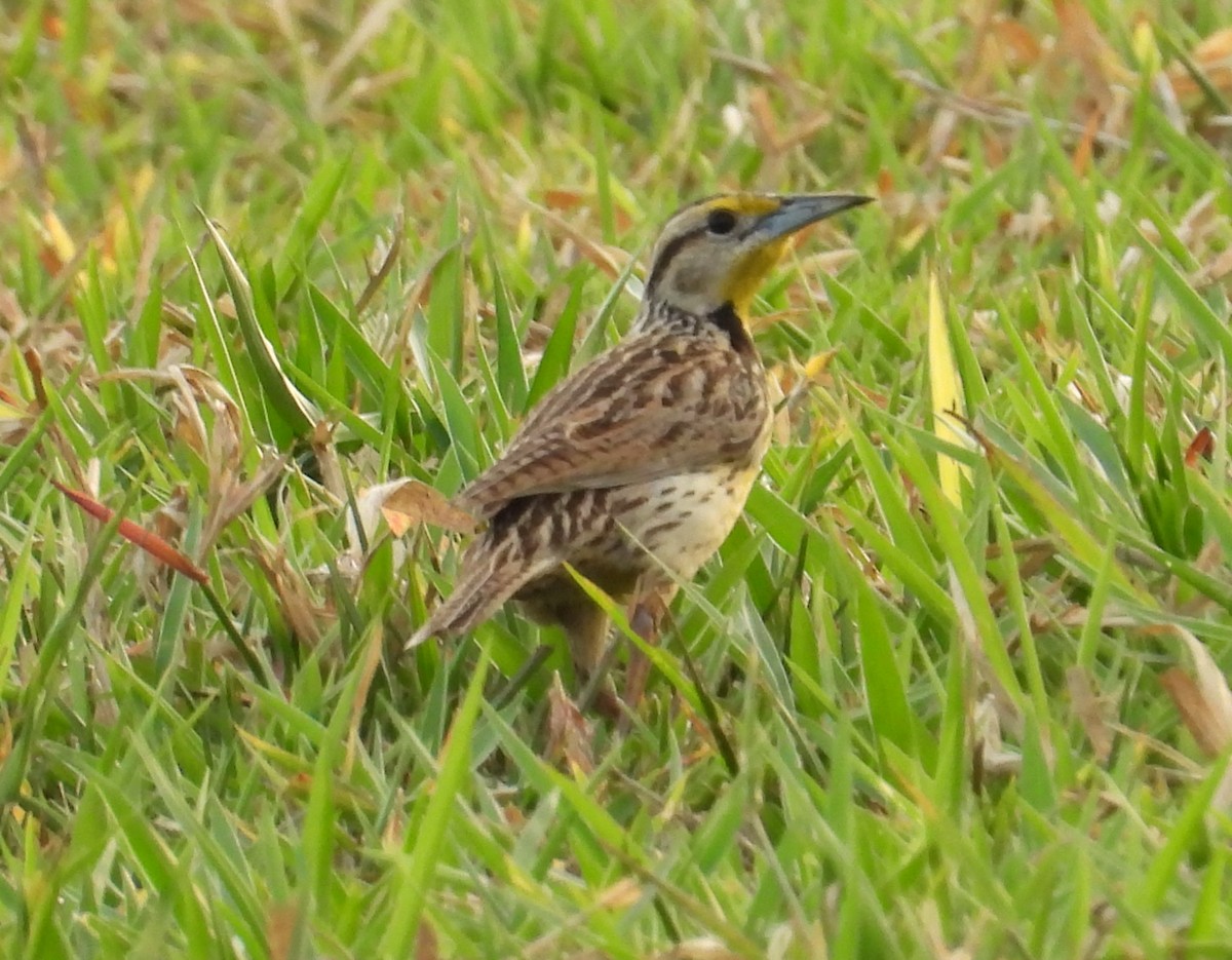Eastern Meadowlark - ML644807282