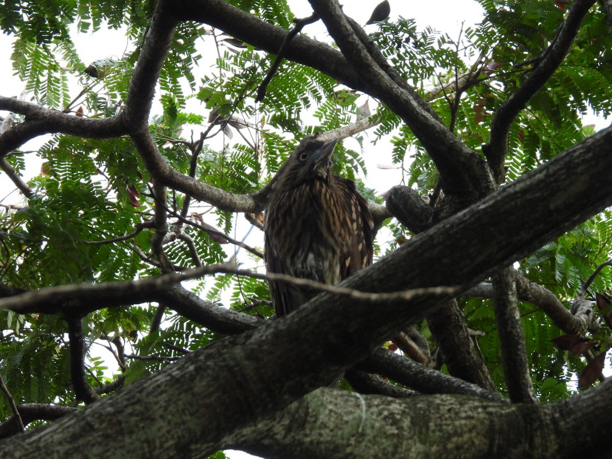 Nankeen Night Heron - ML644807289