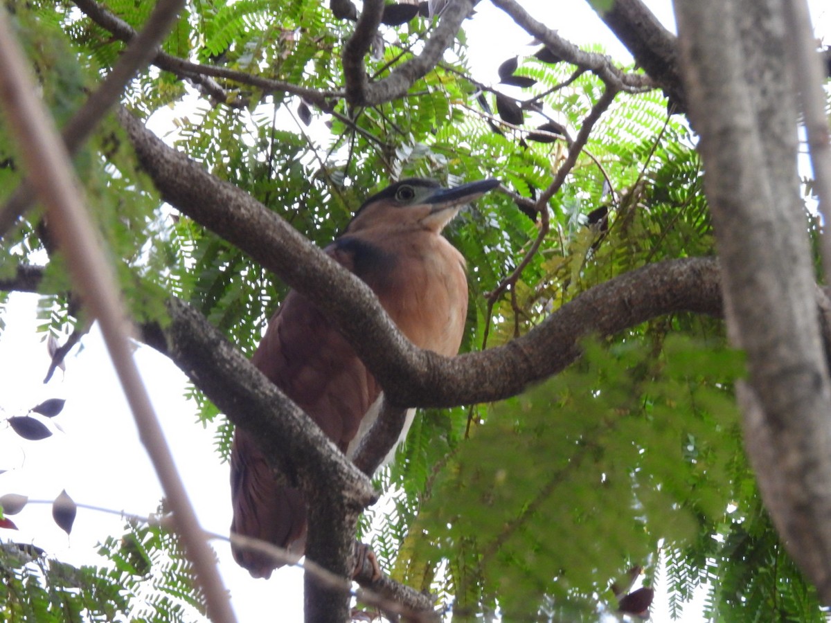 Nankeen Night Heron - ML644807290