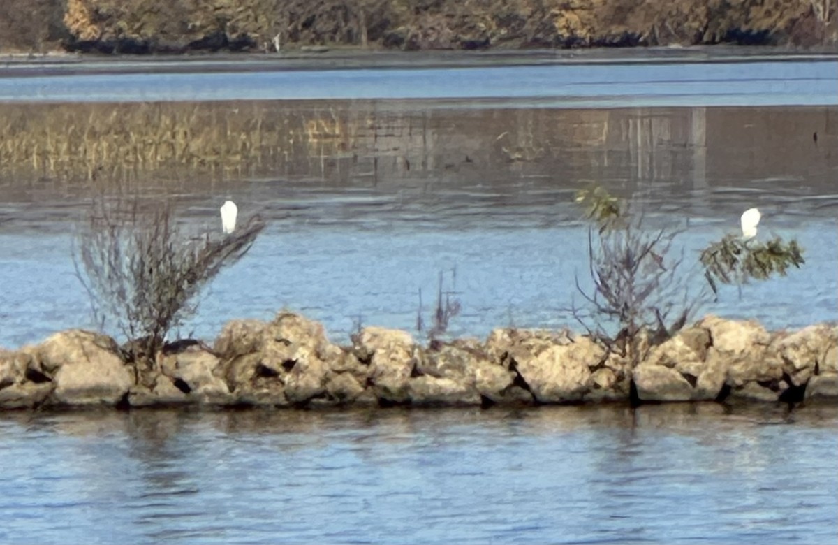 Western Cattle-Egret - ML644807294