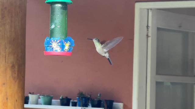 Sombre Hummingbird - ML644807302