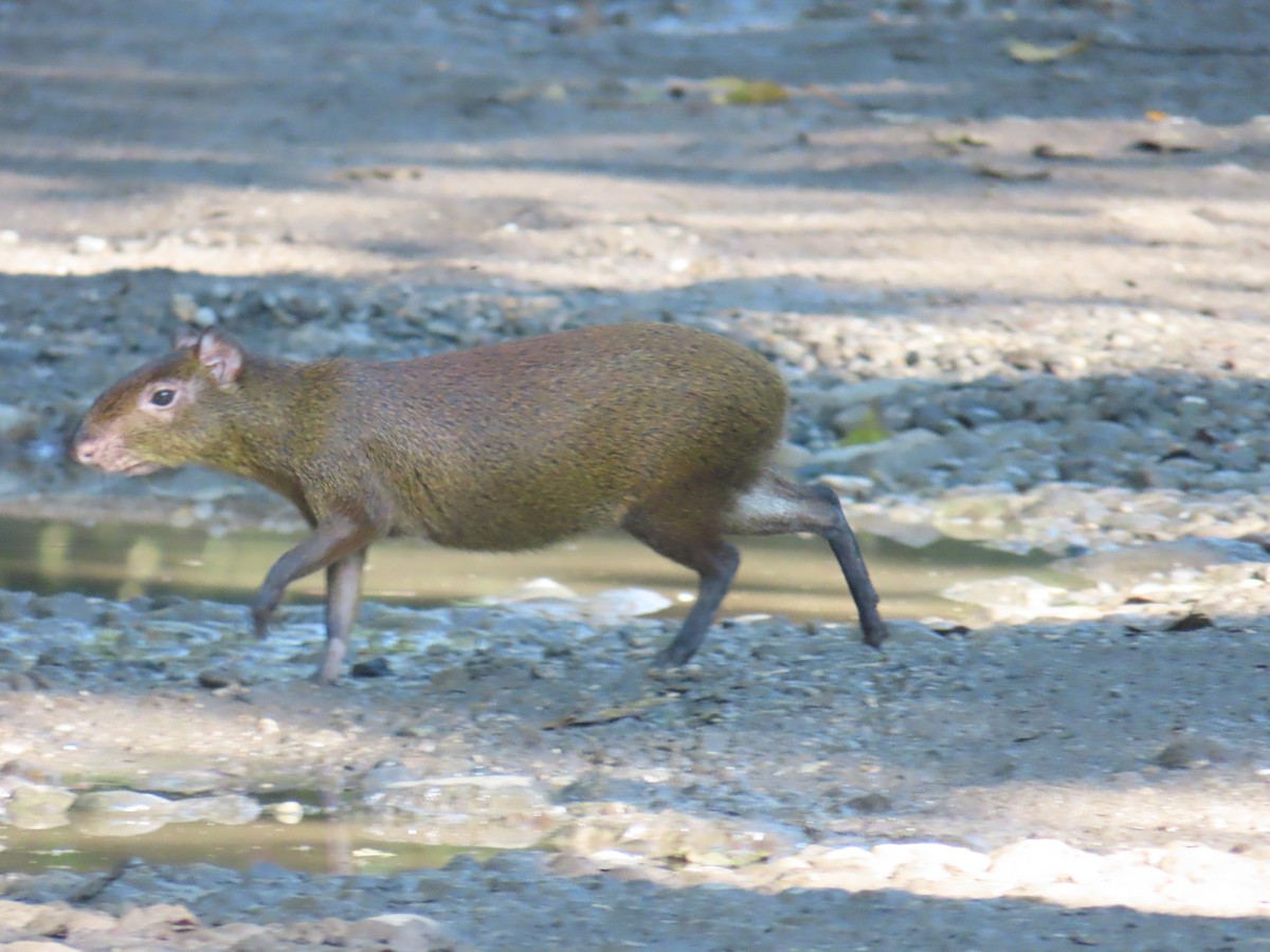 Central American Agouti - ML644807315