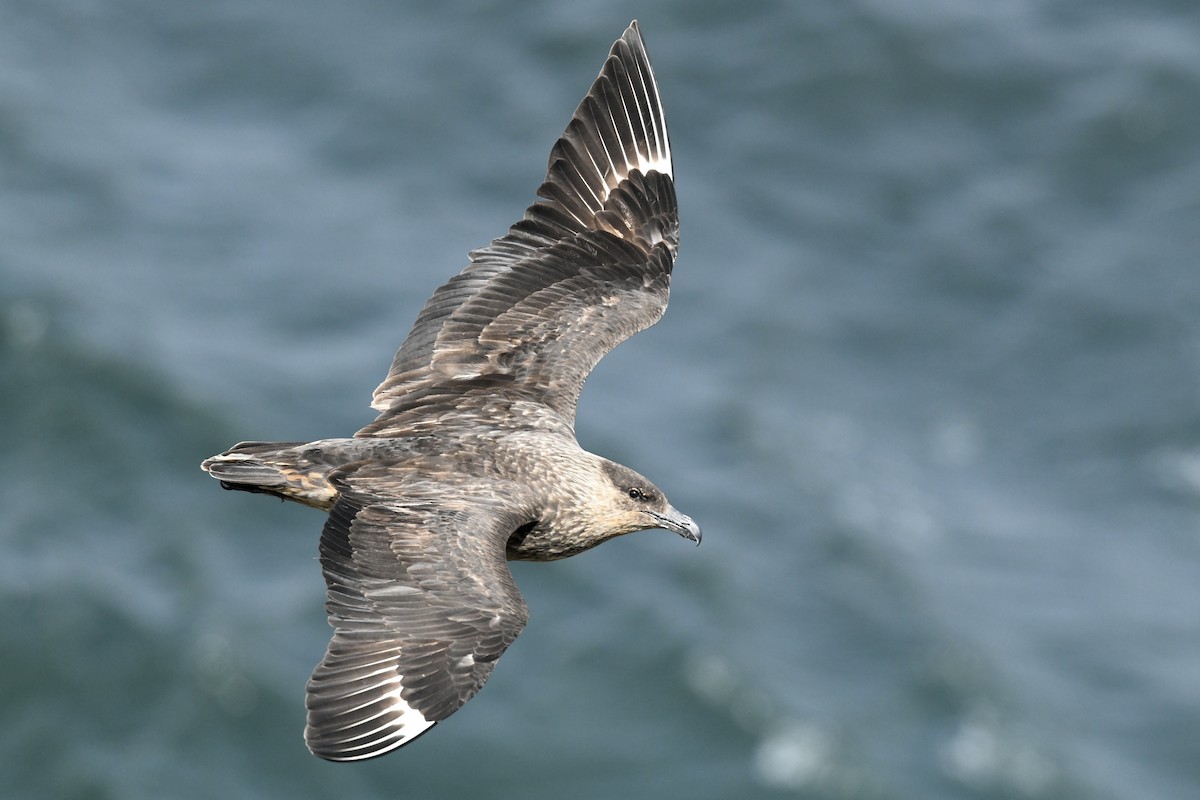 Şili Korsanmartısı - ML644807321