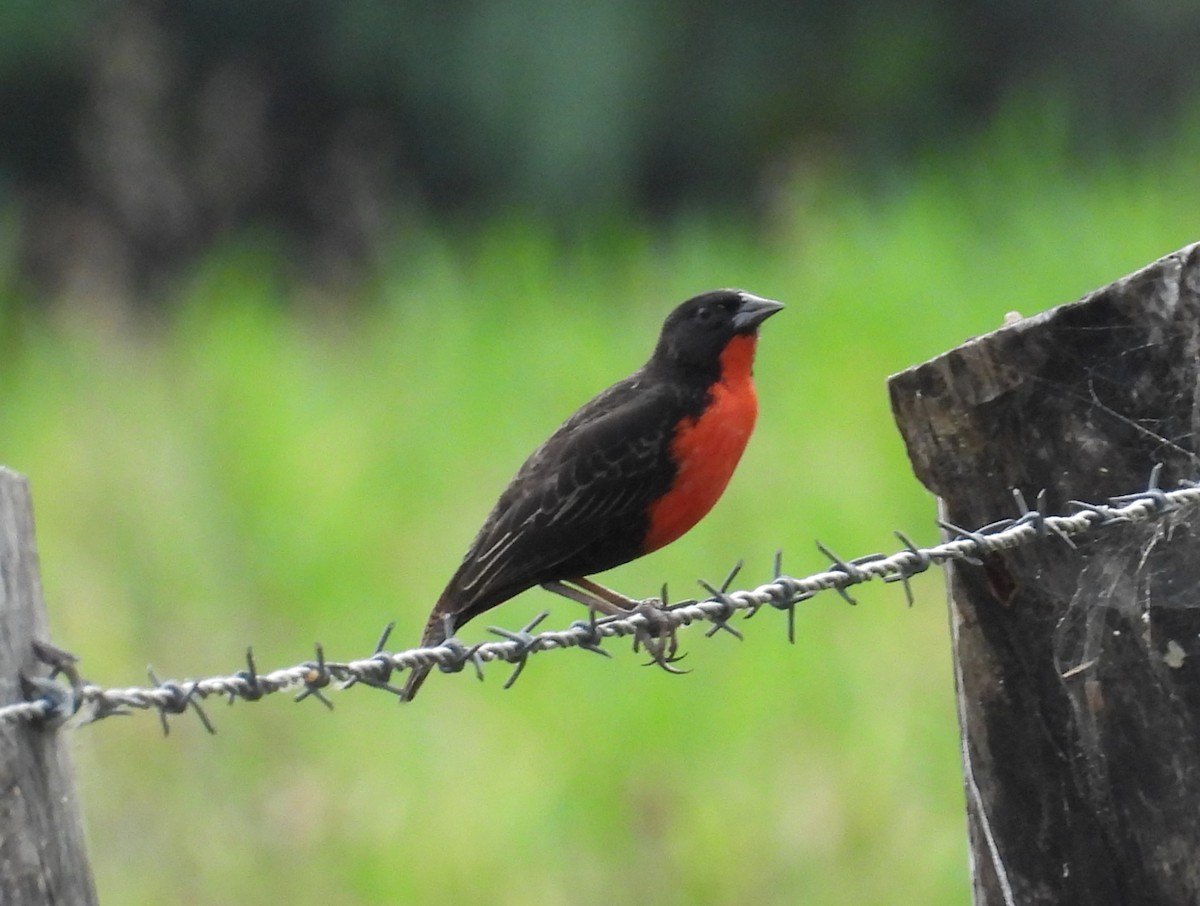 Red-breasted Meadowlark - ML644807322