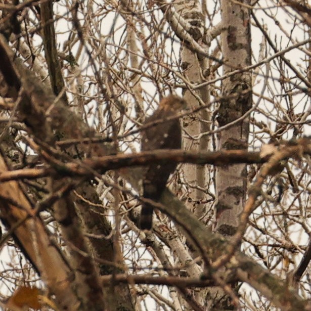 Cooper's Hawk - ML644807323