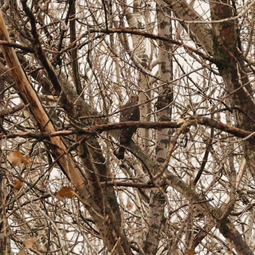 Cooper's Hawk - ML644807324