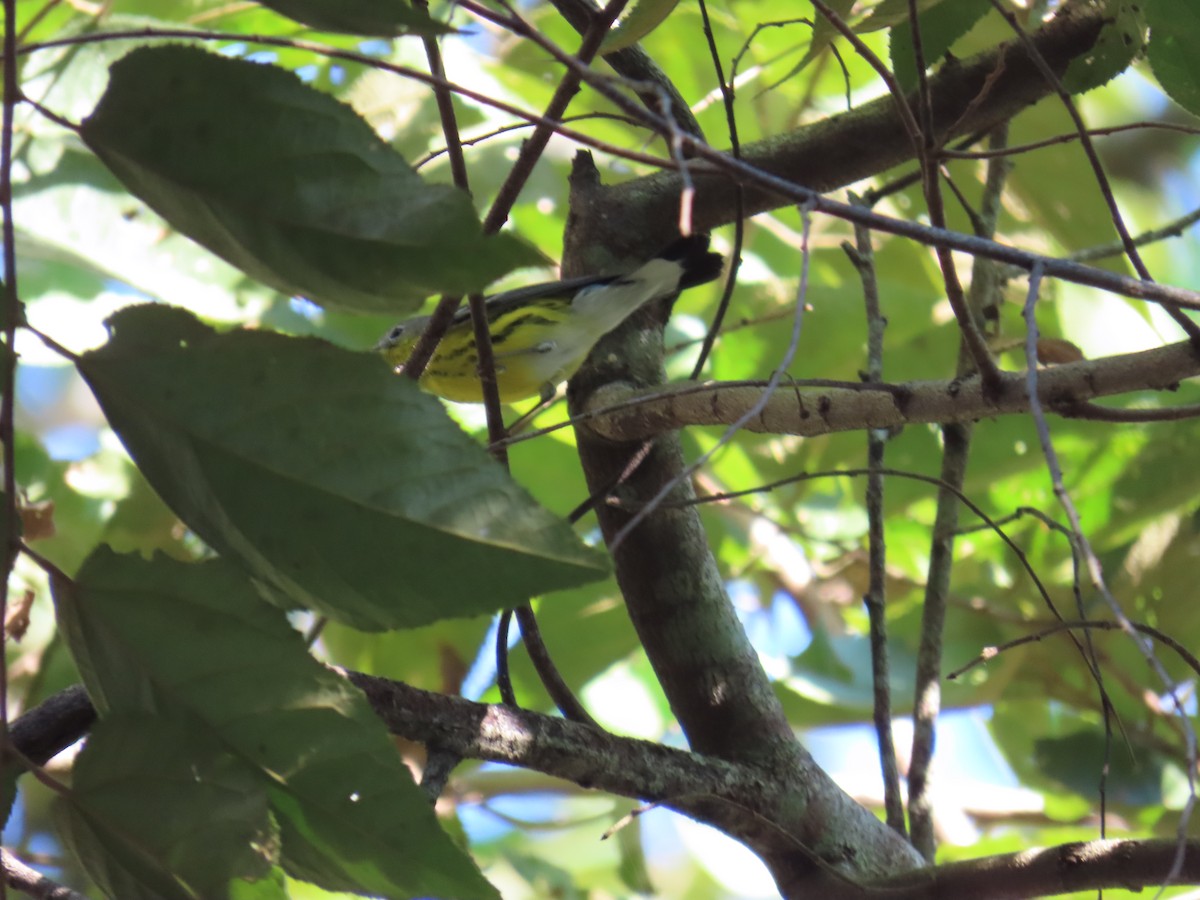 Magnolia Warbler - ML644807325