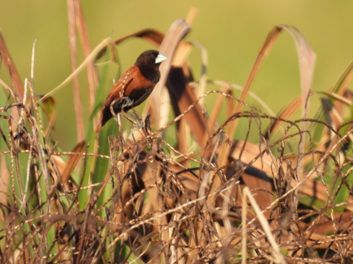 Chestnut Munia - ML644807334